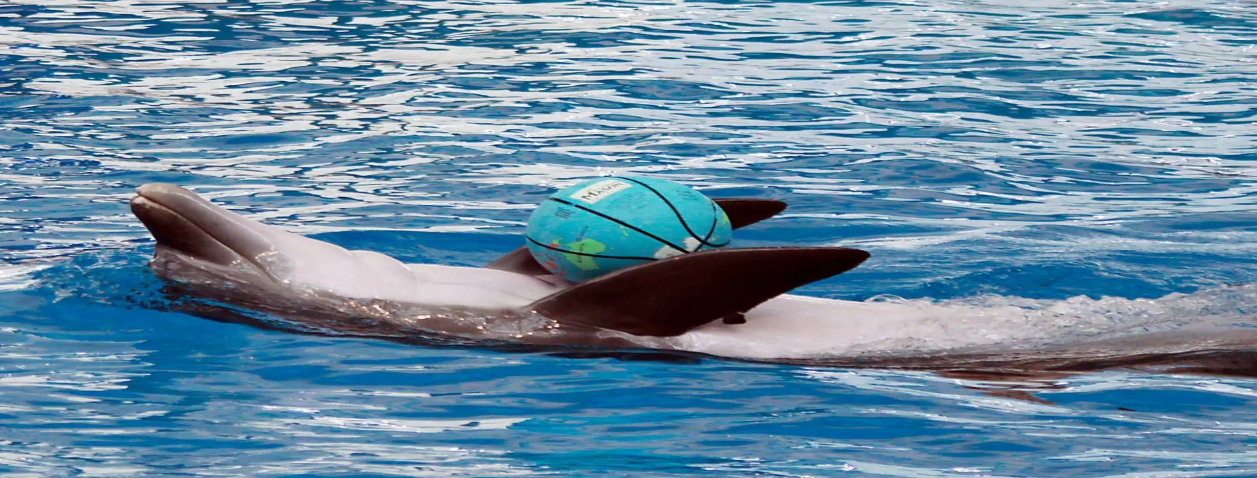 Image for Whale Watching